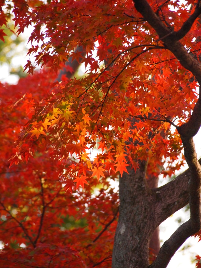 紅く、紅く。