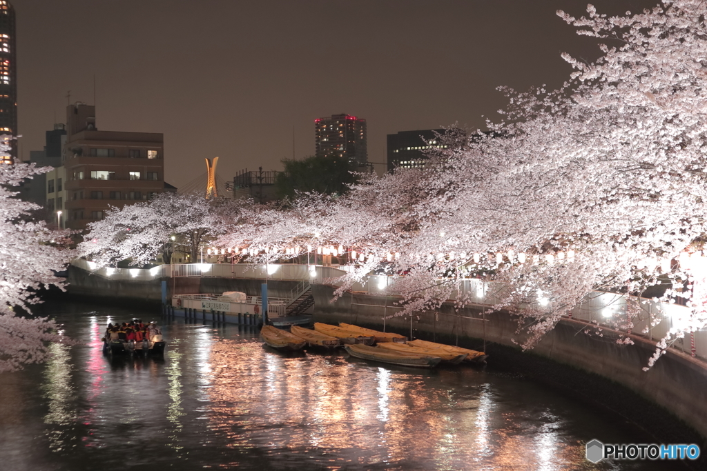 深川桜の夜
