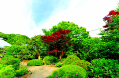 新緑の紅葉