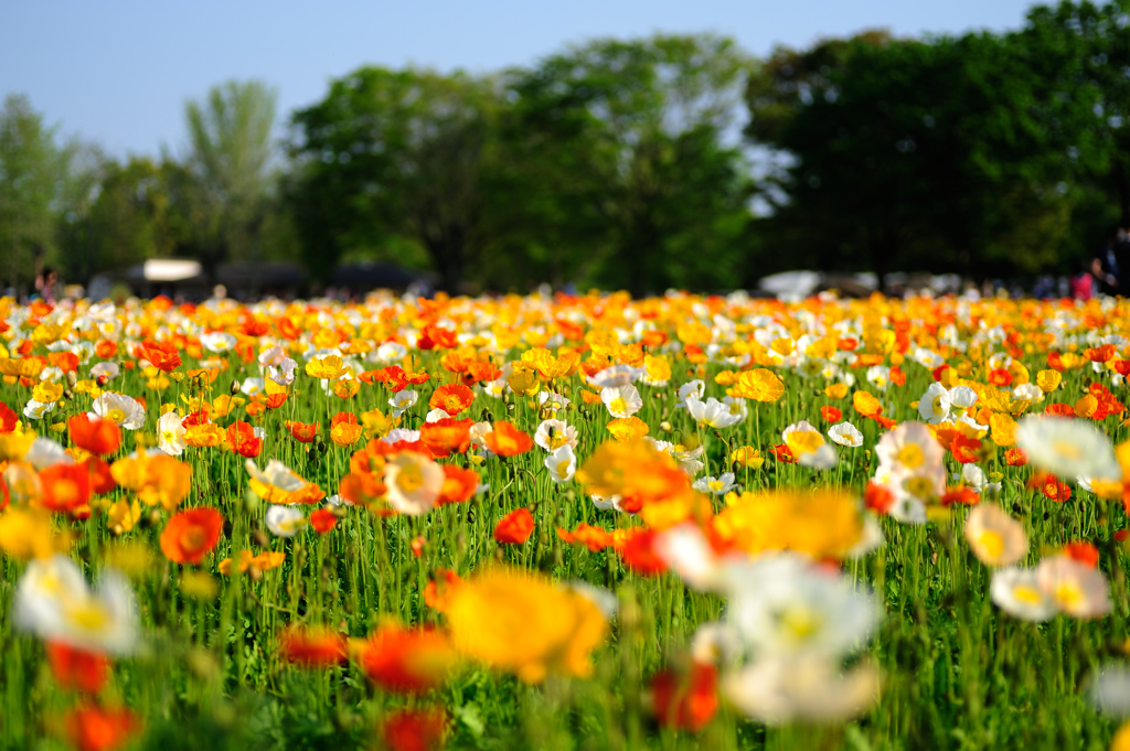 Poppy Garden