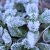 Froid