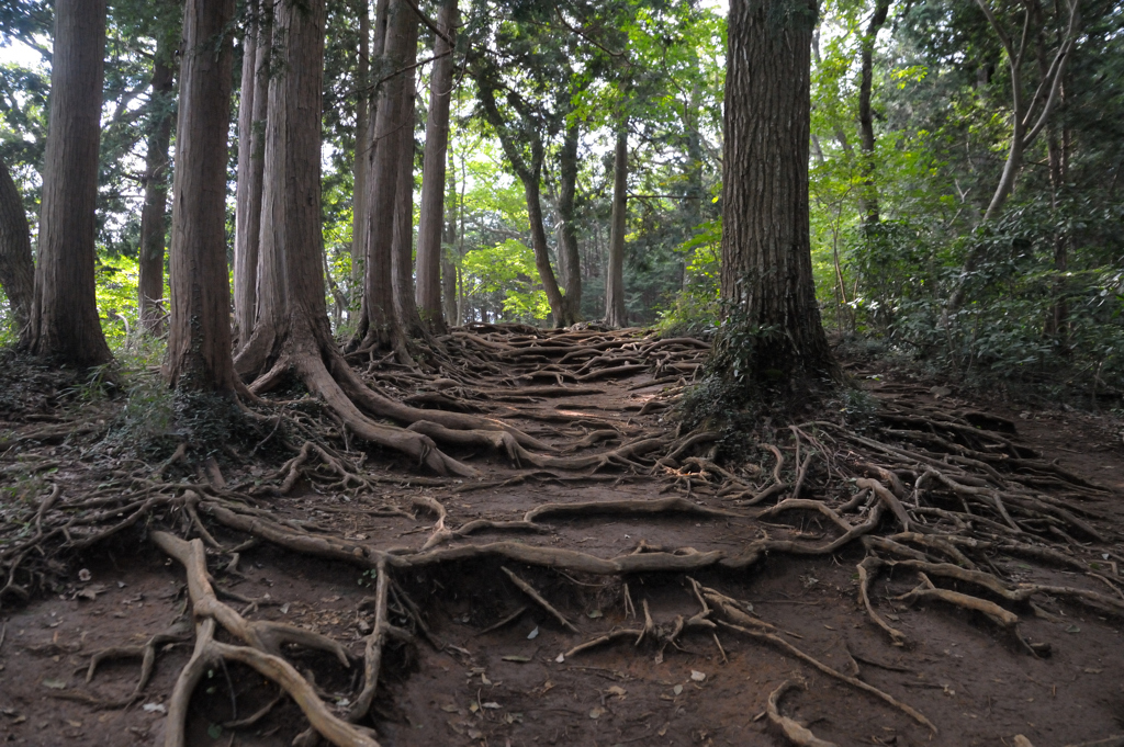 張り巡らされた地面