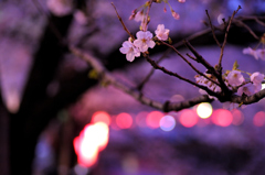 夜桜