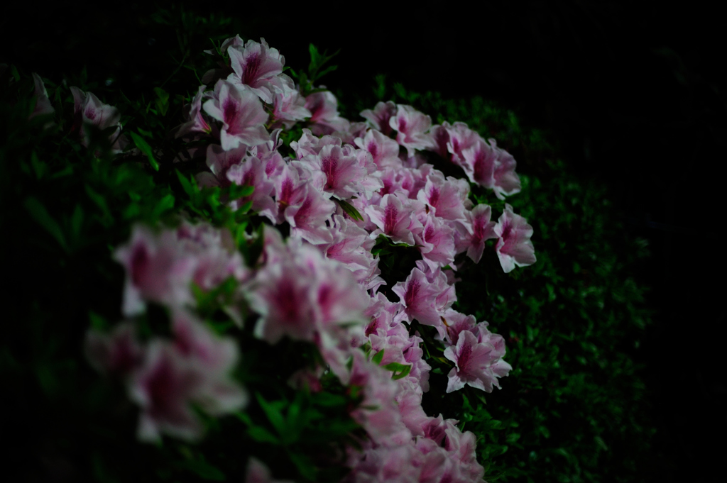夜つつじ