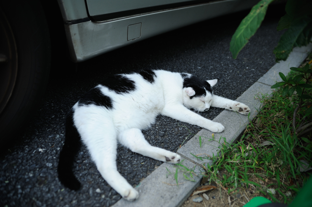 んにゅ～