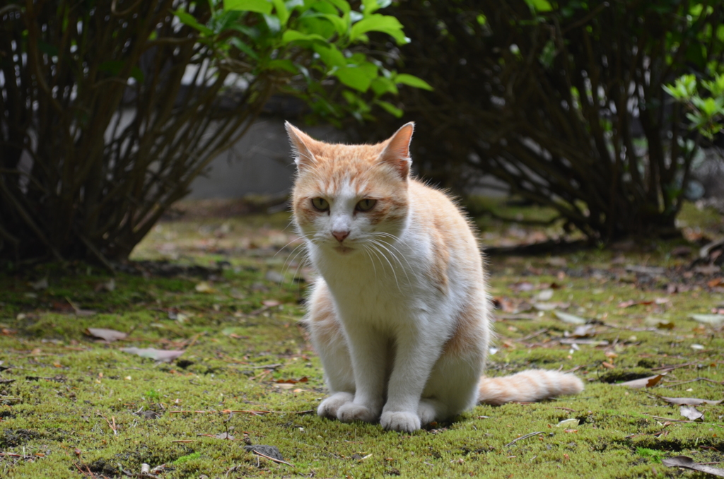 伊豆のねこ