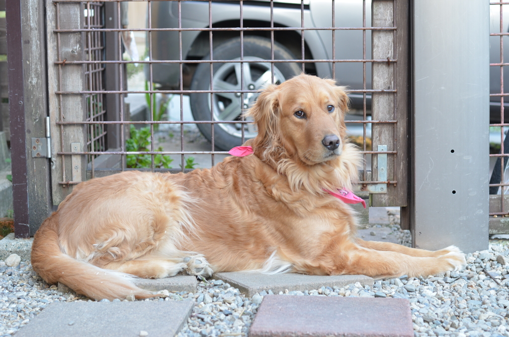 自分を犬だと思っていない犬