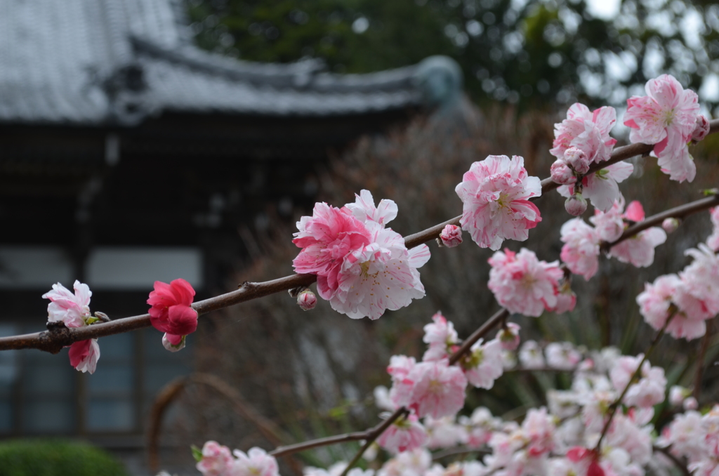 伊豆の花