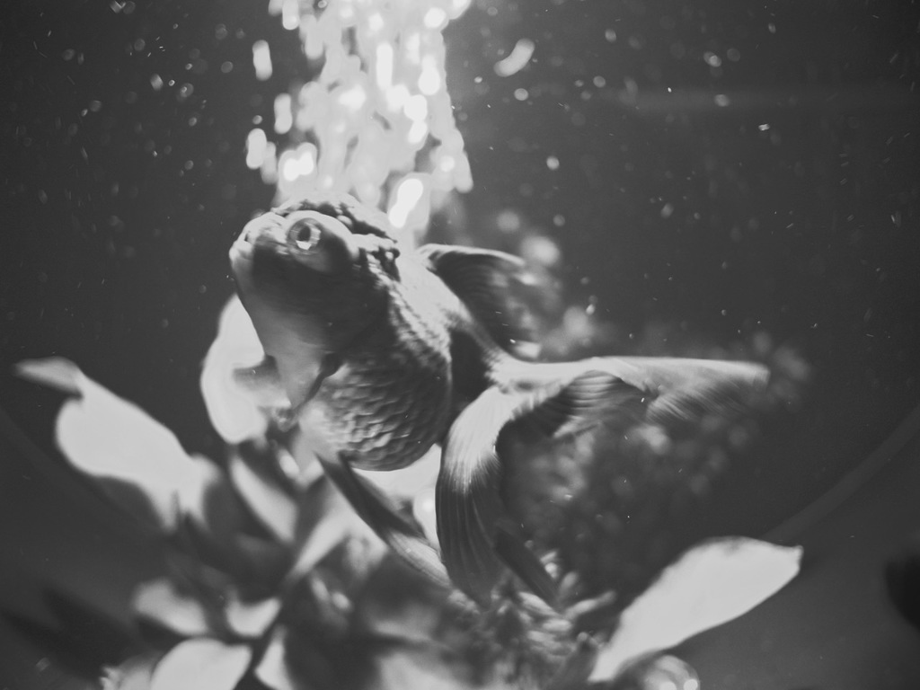 Dreams of fish 2
