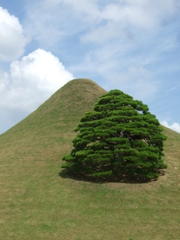 Zen and a tree in Kumamoto