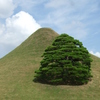 Zen and a tree in Kumamoto