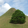 Zen and a tree in Kumamoto