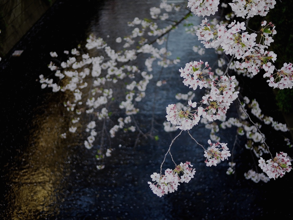 桜