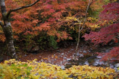 道志川の紅葉