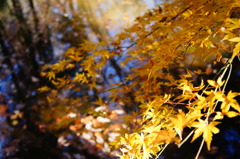 輝く紅葉