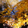 輝く紅葉