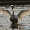 新年初鳥にて