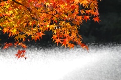秋。紅葉２