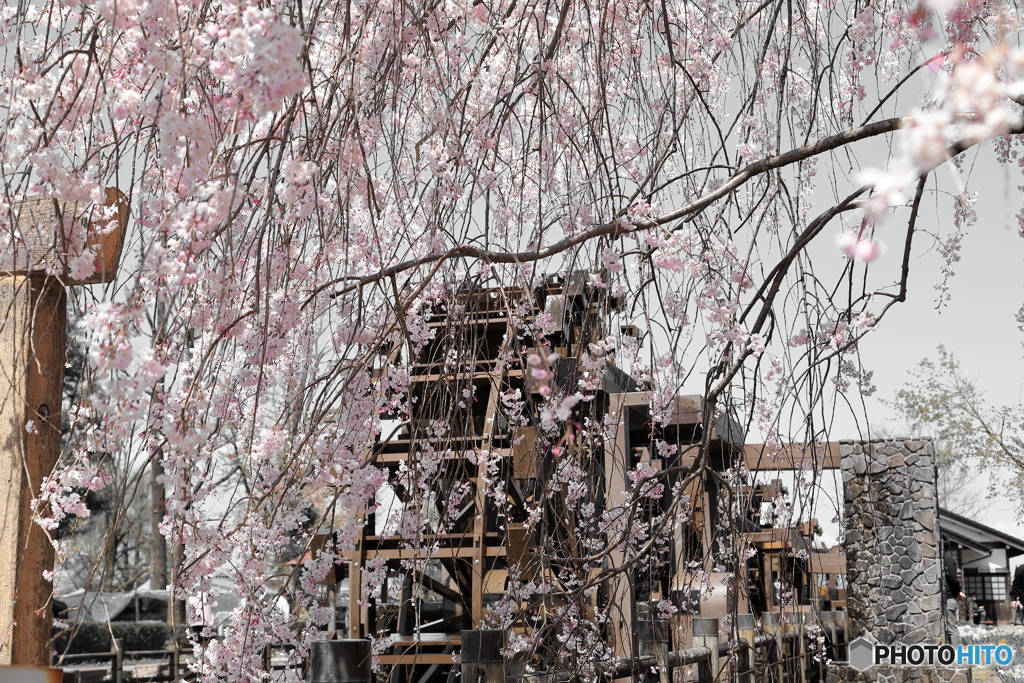 Sakura