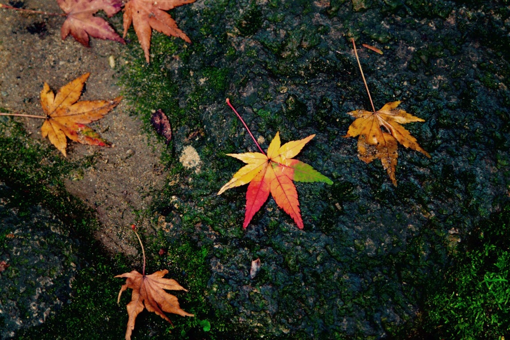 踏まれなかった一葉