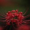 曼珠沙華