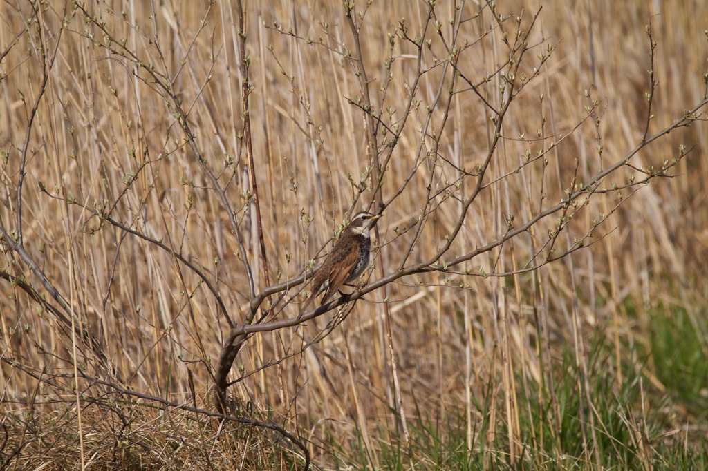 鳥さんは詳しくないです。