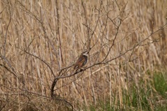 鳥さんは詳しくないです。