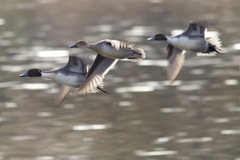 白鳥撮りの合間に、、、