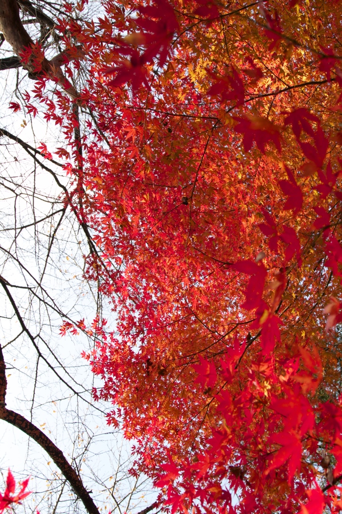 古城公園　晩秋２