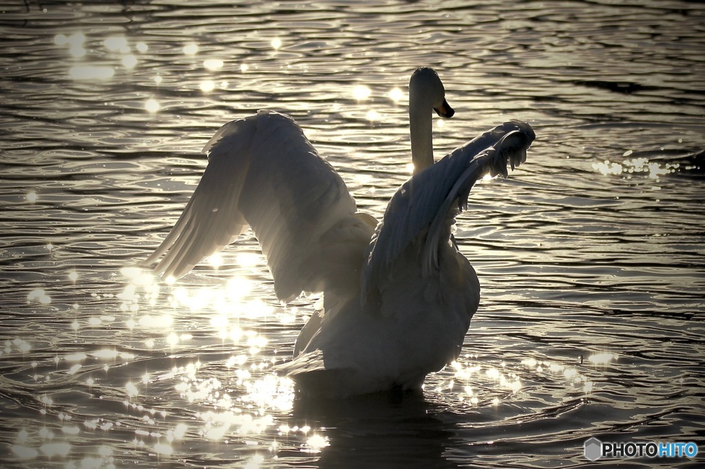 last　swan