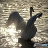 last　swan