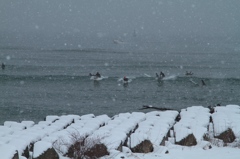 真冬のサーファー達２