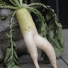 ダイコン役者