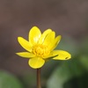 何の花？