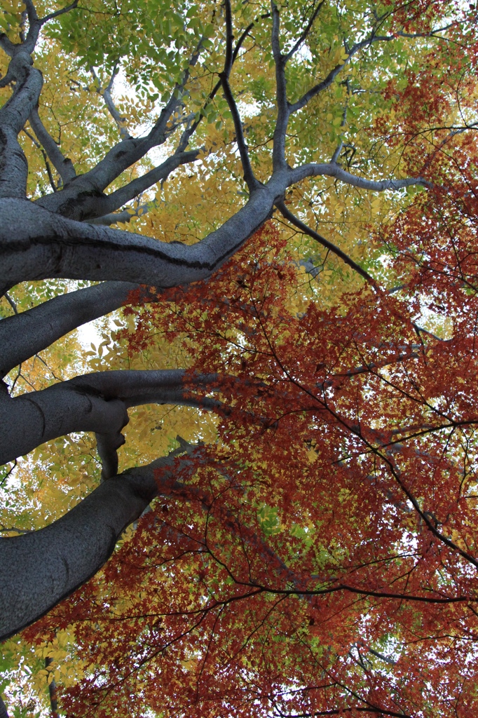 古城公園　晩秋３