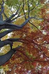 古城公園　晩秋３