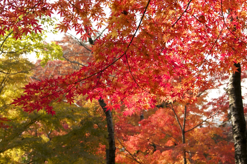 古城公園　晩秋