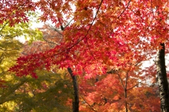 古城公園　晩秋