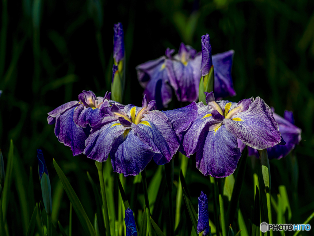 菖蒲