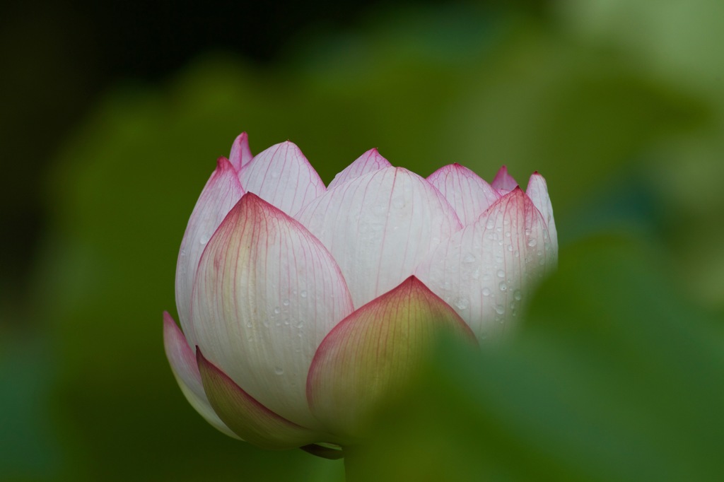 雨上がりに　１