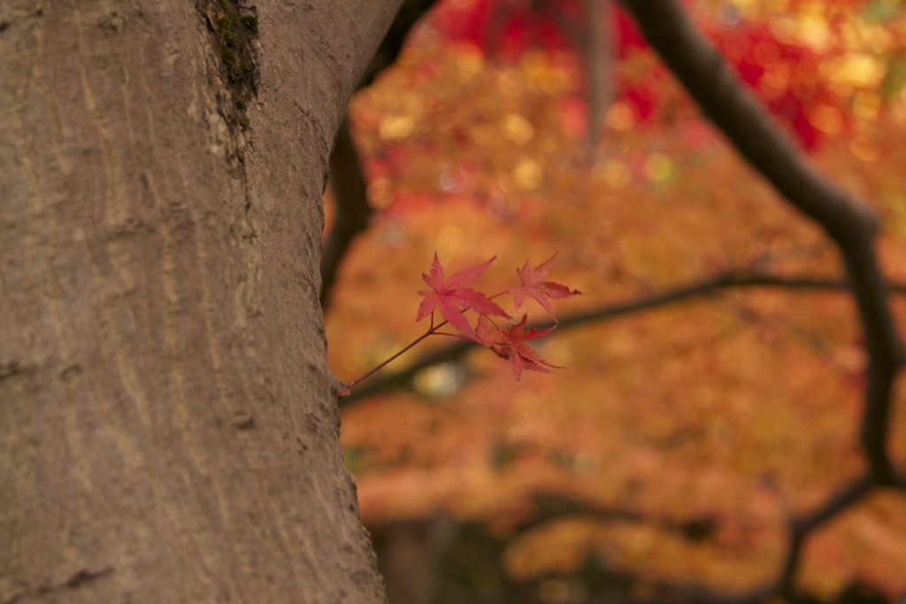 小さい秋見つけた