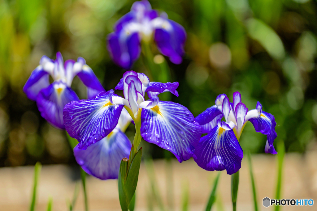 菖蒲