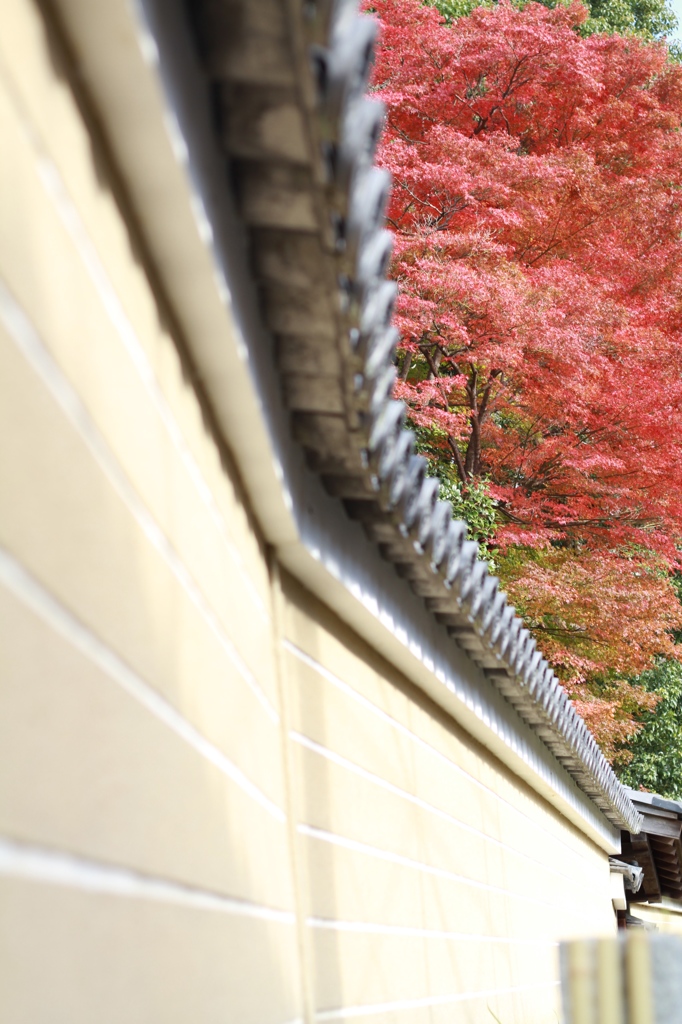 秋、京都１