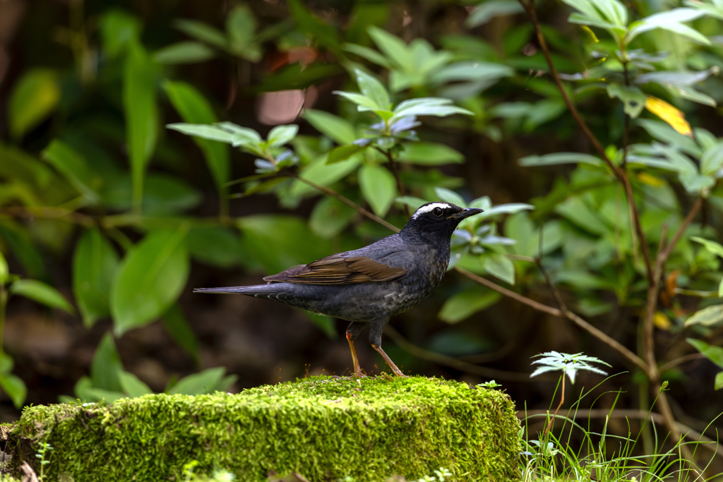 地味ですがカラスじゃないのよ