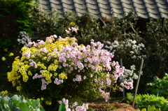 11/6 となりの畑に咲く花達