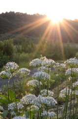ニラの花