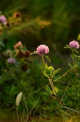 11/7 　朝日に照らされる草花