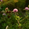 11/7 　朝日に照らされる草花