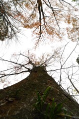 11/11 たつご味噌　大木達　樹齢160年