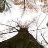 11/11 たつご味噌　大木達　樹齢160年